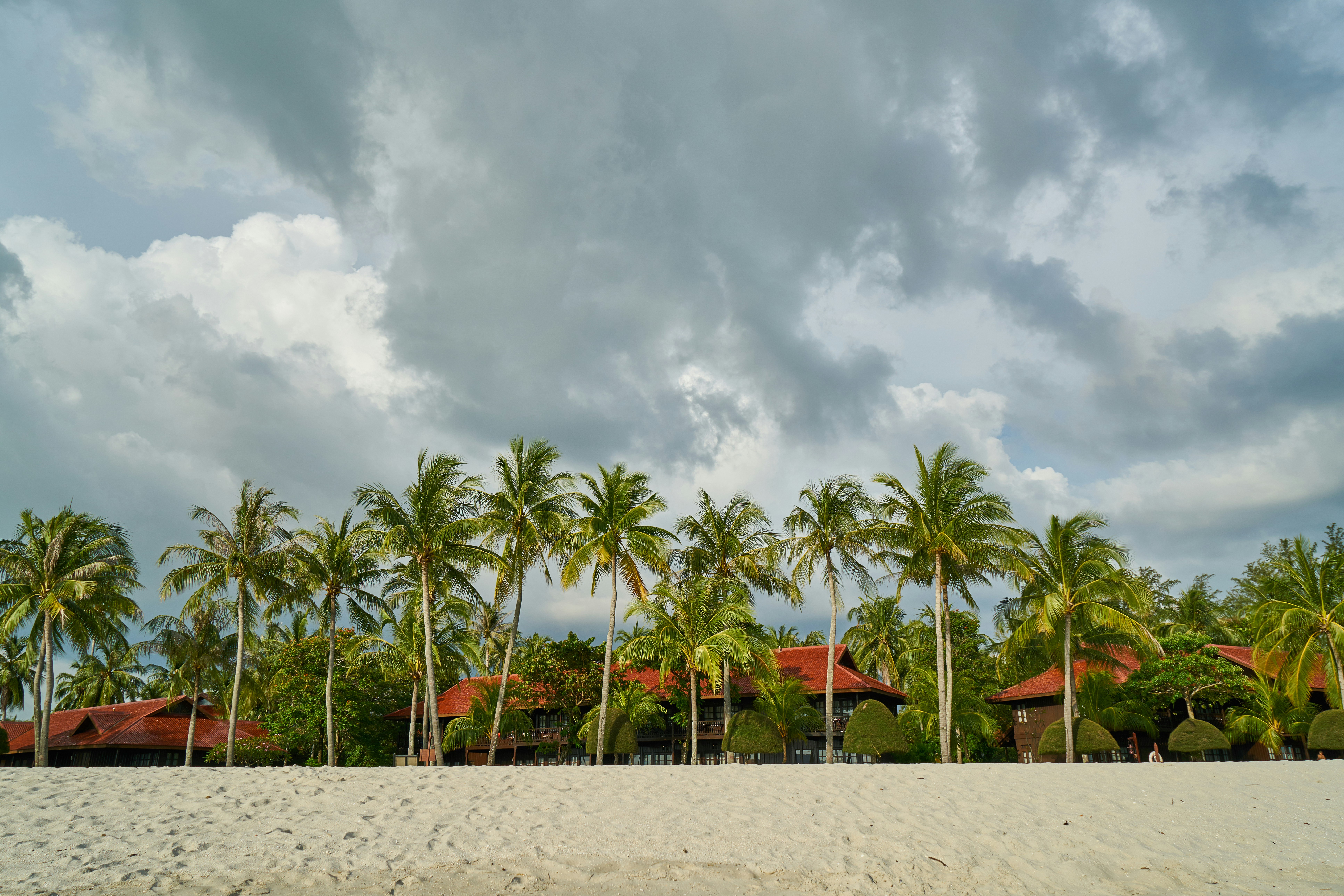 palm trees on white sand under cloudy sky during daytime